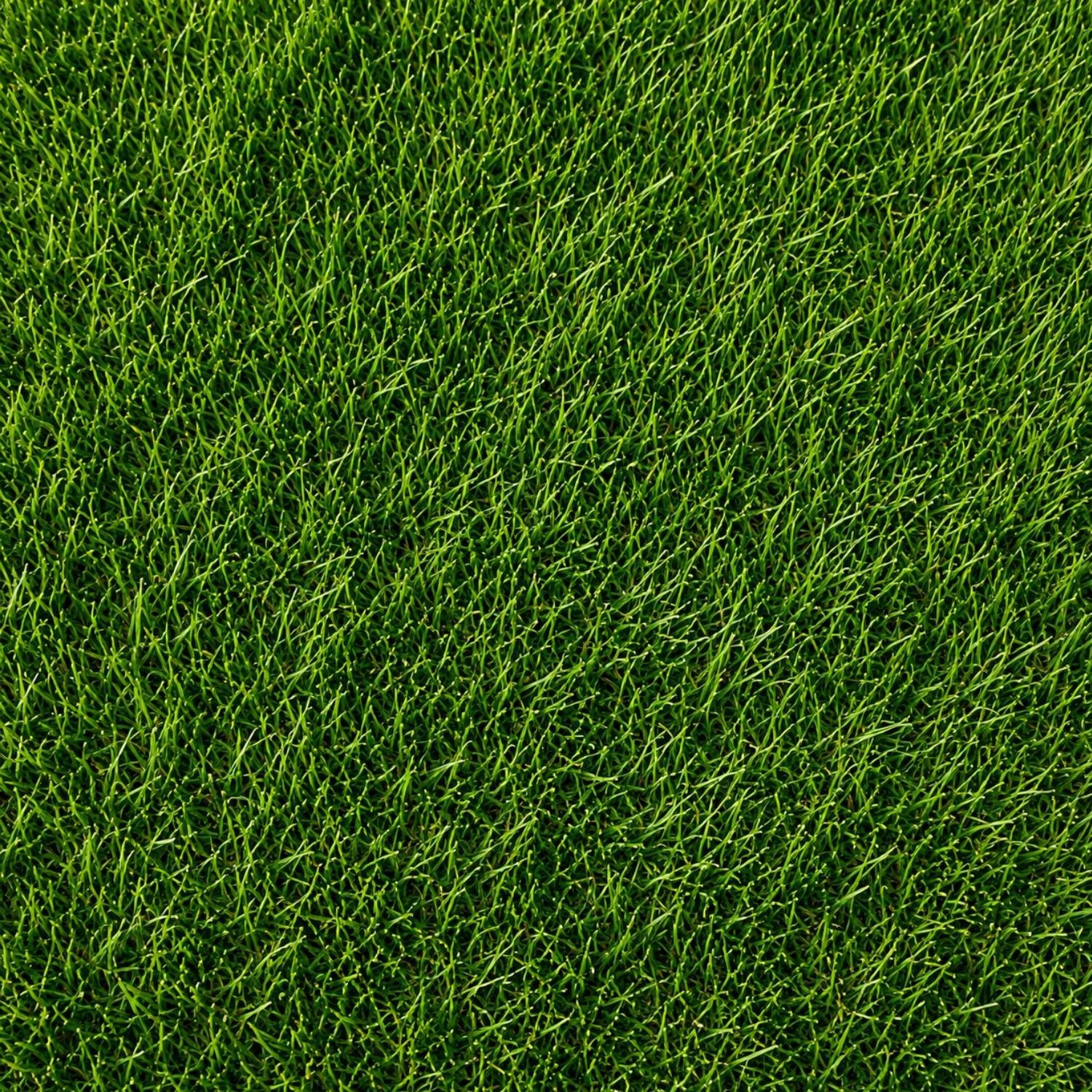 Pasto Recreativo Recreativo Bermuda | Pasto Sintético