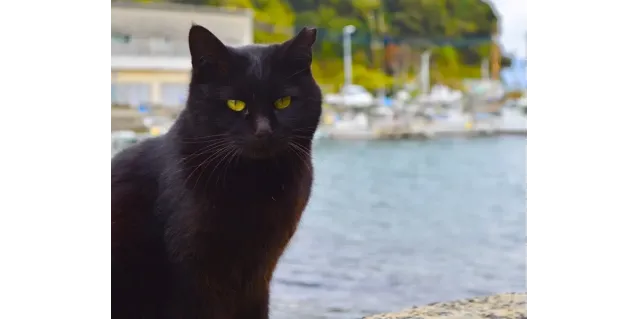 Las míticas Islas de los Gatos
