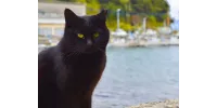 Las míticas Islas de los Gatos