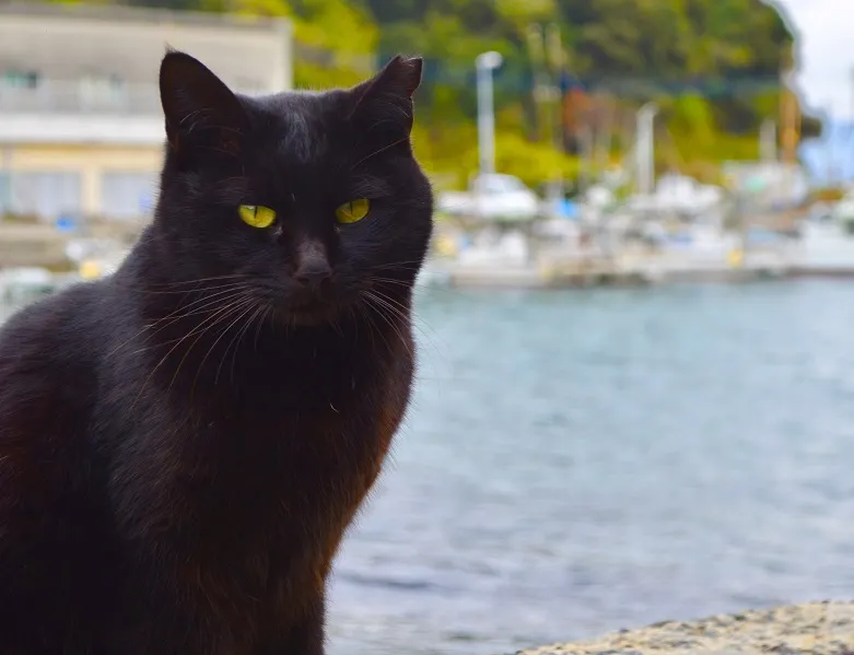 Las míticas Islas de los Gatos