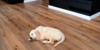 ¿Cómo proteger tus pisos de madera de ingeniería de los daños causados por tus mascotas?