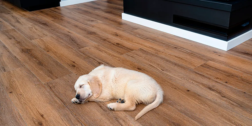 ¿Cómo proteger tus pisos de madera de ingeniería de los daños causados por tus mascotas?
