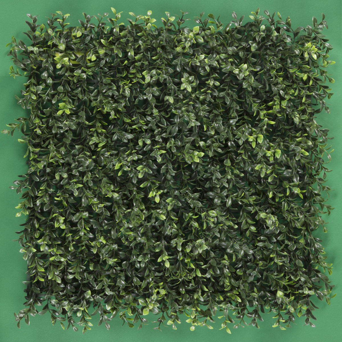 BOXWOOD - Image 1