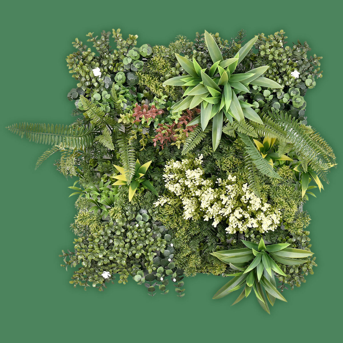 AMAZONAS-B - Image 1