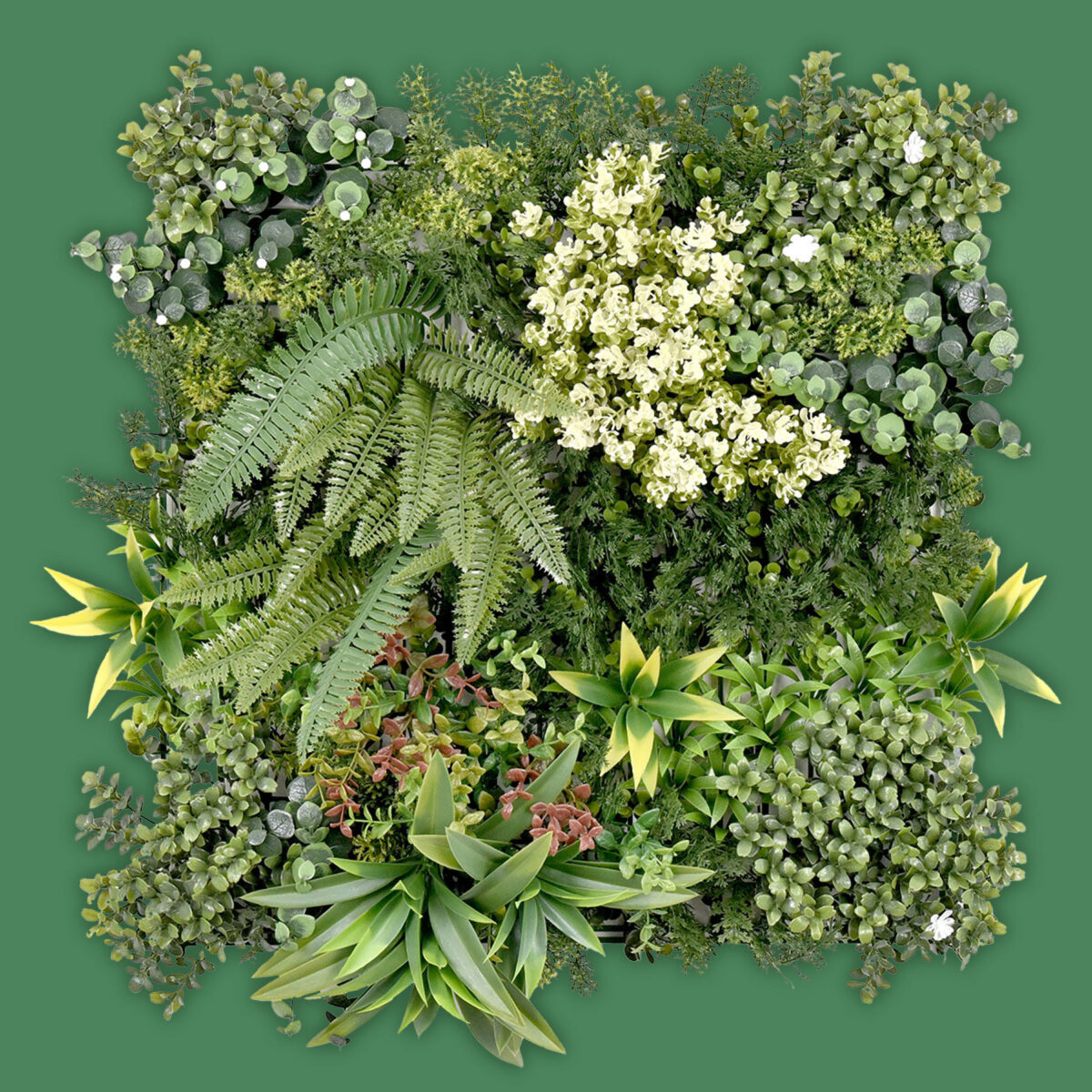 AMAZONAS-C - Image 1