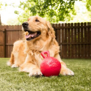 Perro jugando en jardín con pasto sintético, limpio y seguro para mascotas