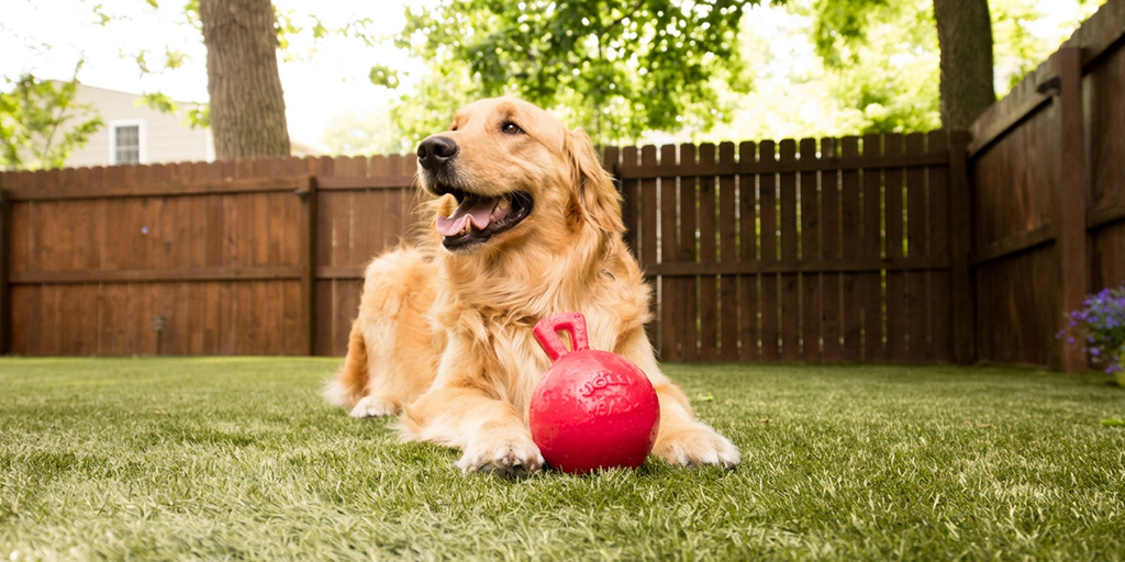 Perro jugando en jardín con pasto sintético, limpio y seguro para mascotas